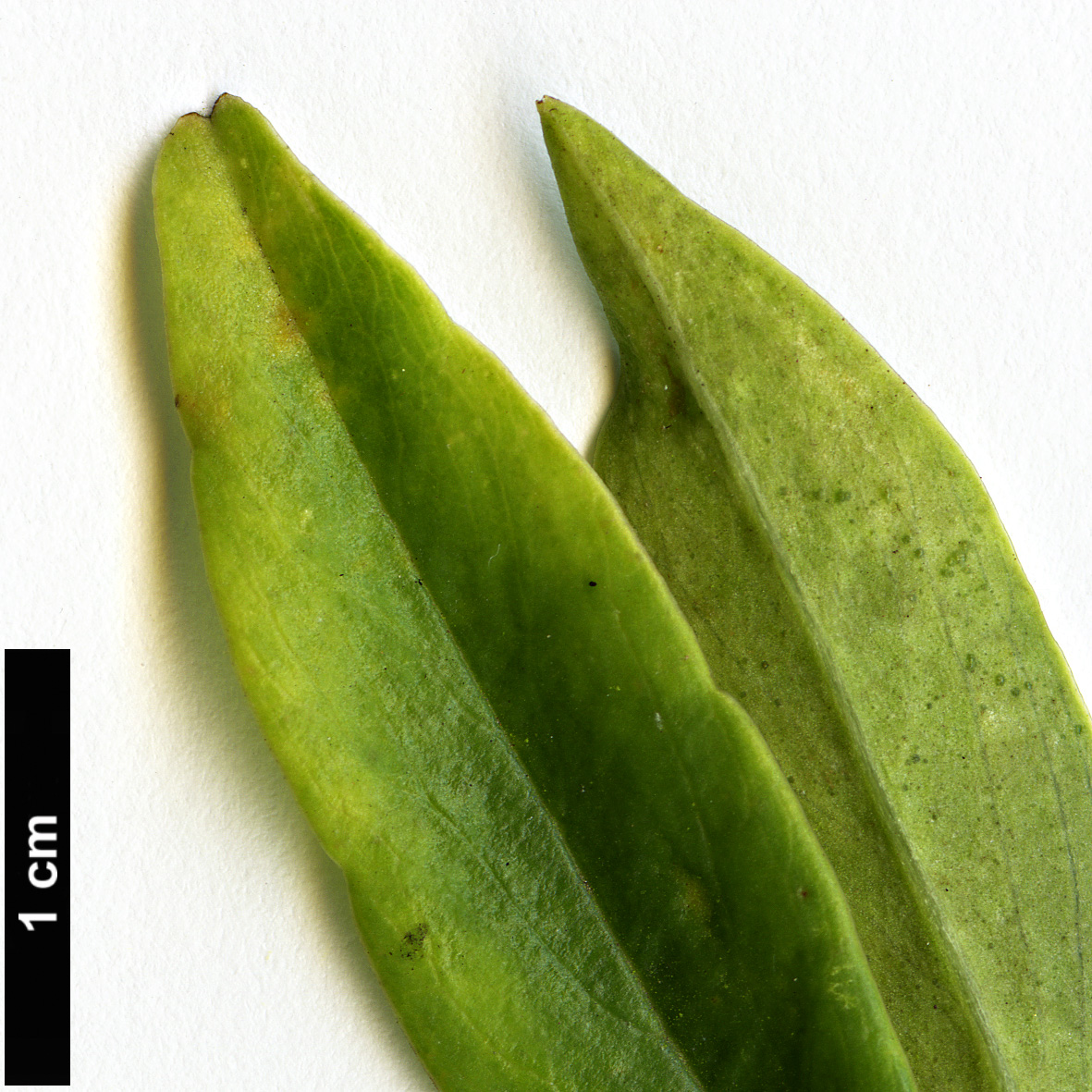 High resolution image: Family: Thymelaeaceae - Genus: Daphne - Taxon: aff. sureil
